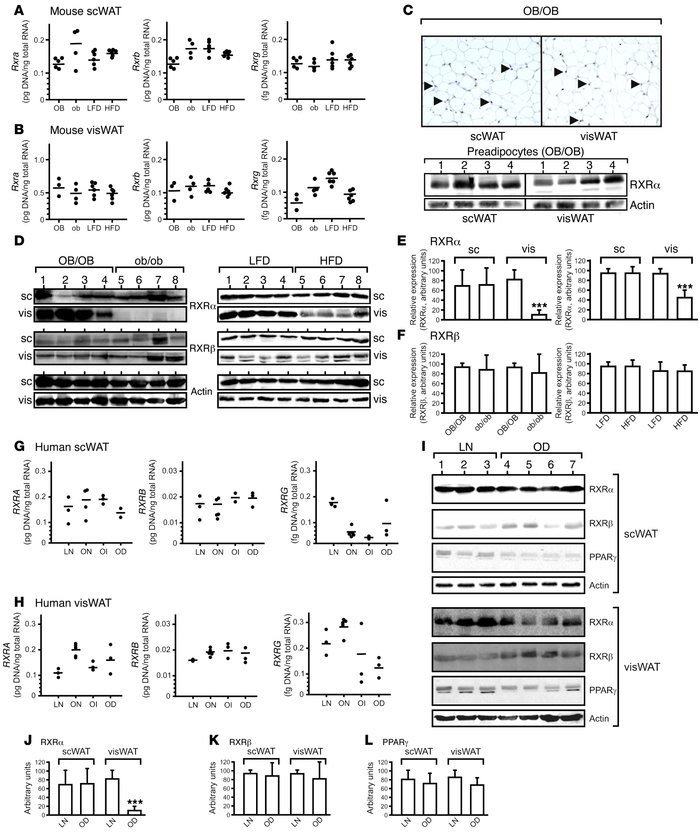 RXRα protein, but not mRNA, expression is downregulated in visWAT from o...