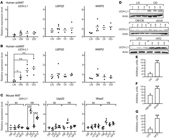 Expression of UCH-L1 is upregulated in visWAT from obese humans and mice...