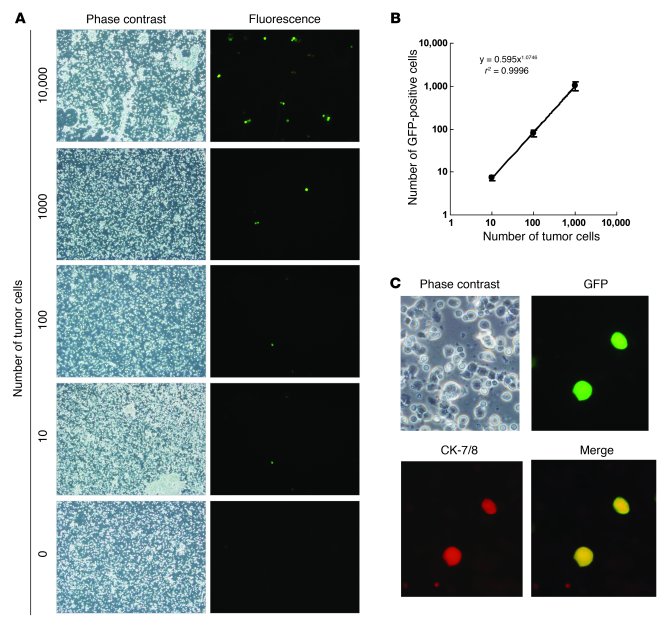 Selective visualization of human cancer cells by OBP-401.
(A) Phase-cont...