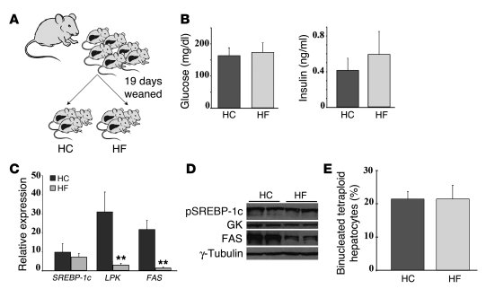 Influence of carbohydrate intake on the tetraploidy process.
(A) Rats fr...