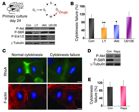 Akt regulates liver tetraploidy.
(A and D) Drugs LY294002 (LY), iAkt VII...
