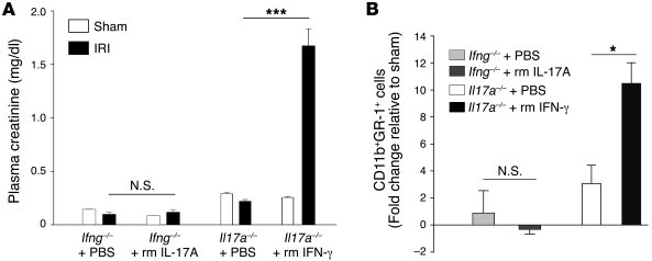 IL-17A is upstream of IFN-γ production in kidney IRI.
Plasma creatinine ...