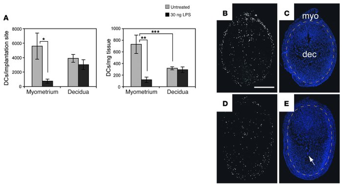 LPS fails to induce DC emigration from the decidua.
E6.5 pregnant mice r...