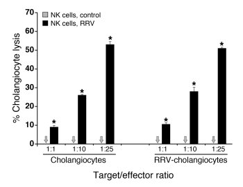 Lysis of cholangiocytes by hepatic NK cells.
Mean (±SD) percentage of 51...