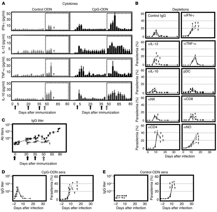 Mechanisms of protection.
(A) To determine the profile of cytokine secre...