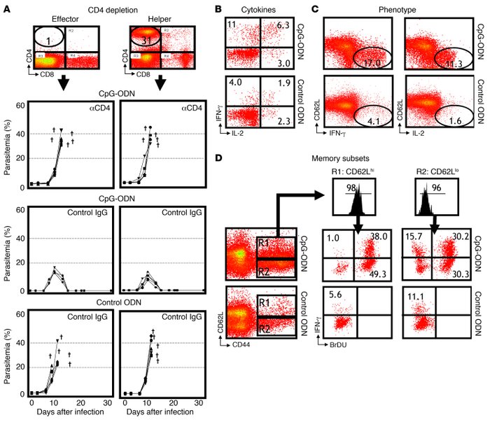 Induction of CD4 T cell memory.
(A) To assess the role of CD4 T cells in...