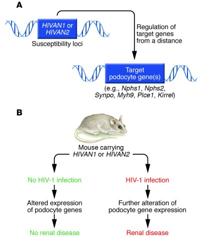 Genetic susceptibility to HIVAN.
(A) In this issue of the JCI, Papeta et...