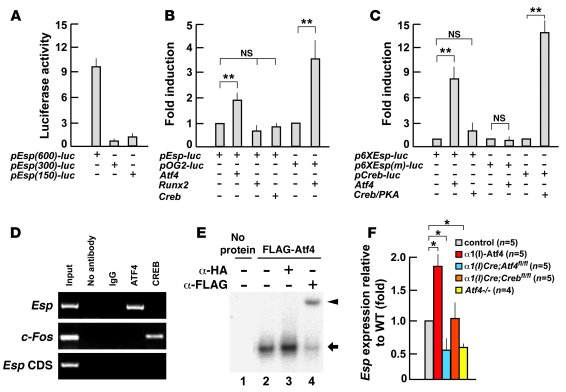 ATF4 directly regulates Esp expression in osteoblasts.
(A) DNA transfect...