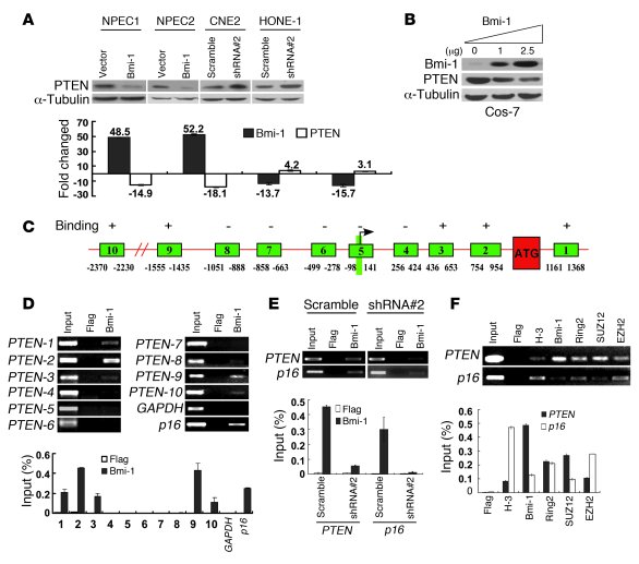 Bmi-1 represses PTEN by binding to the PTEN promoter locus.
   
(A) Top:...