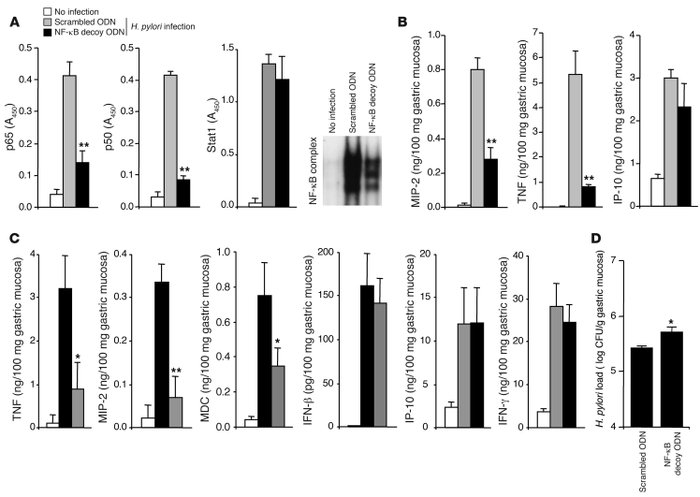 Role of NF-κB activation in H. pylori infection.
   
C57BL/6 mice were i...