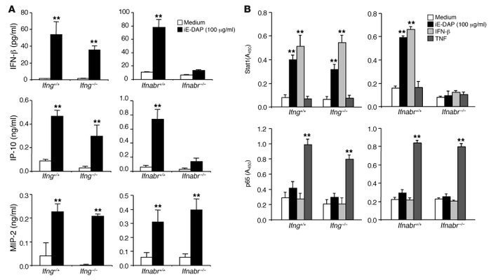 Activation of ISGF3 in primary epithelial cells by stimulation with NOD1...