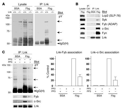 Lnk associates with c-Src, Fyn, and Fyb in a manner dependent on outside...