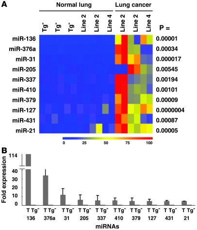 The most prominently overexpressed miRNAs in murine transgenic lung canc...