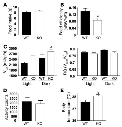 POMC-Ptp1b–/– mice have increased energy expenditure.
   
(A) Cumulative...