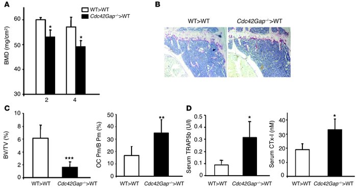 Decreased bone mass in Cdc42Gap–/– chimeric mice due to enhanced bone re...