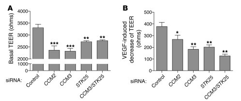 CCM3 and STKs regulate endothelial junctions.
(A) Basal TEER was measure...