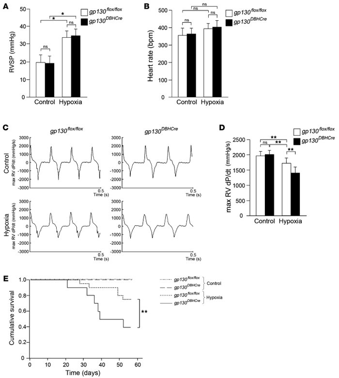 Cardiac function and Kaplan-Meier analysis of gp130flox/flox and gp130DB...