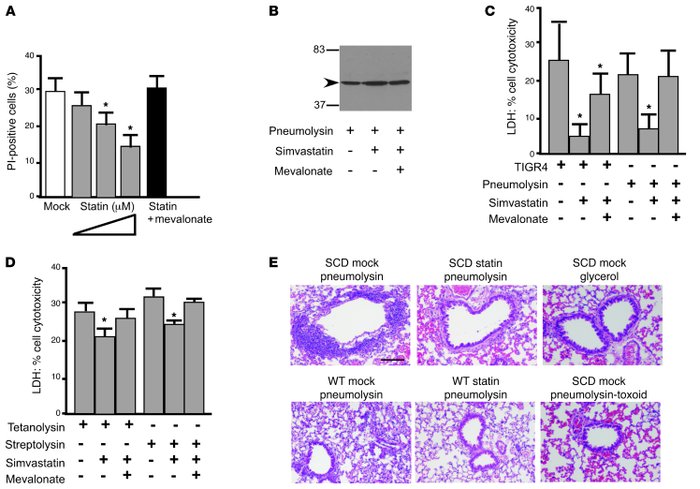 Effect of simvastatin on cytolysin-mediated endothelial cell death.
(A) ...