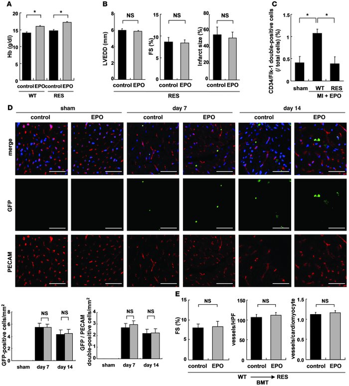 Erythroid hematogenesis is not required for the protective effects of EP...