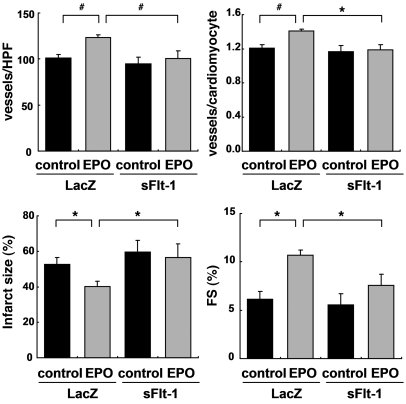 VEGF is essential for the angiogenic and cardioprotective effects of EPO...