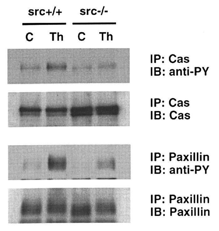 Tyrosine phosphorylation of Cas and paxillin in VSMCs from src–/– and sr...