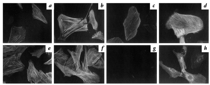 The effect of retroviral and adenoviral expression of kinase-inactive (K...