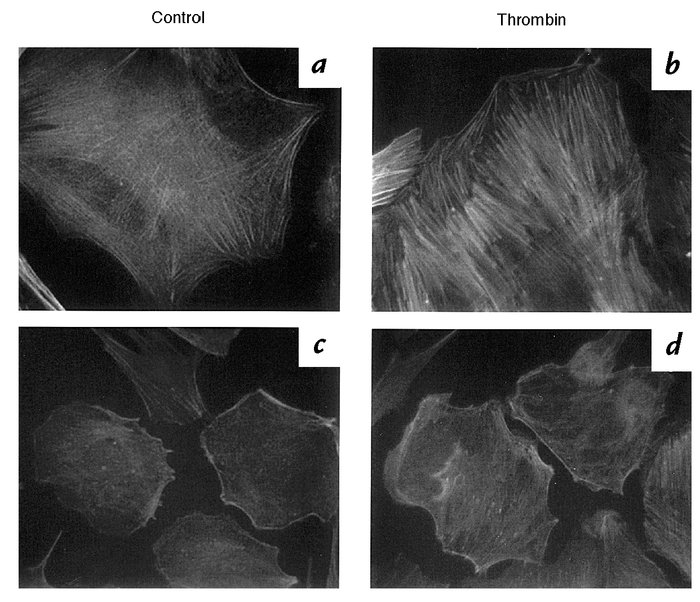 Stress fibers in src+/+ and src–/– VSMCs. VSMCs from src+/+ mice (a and ...