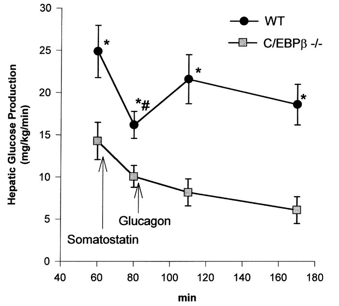 Decreased hepatic glucose production and glucagon resistance in adult mi...
