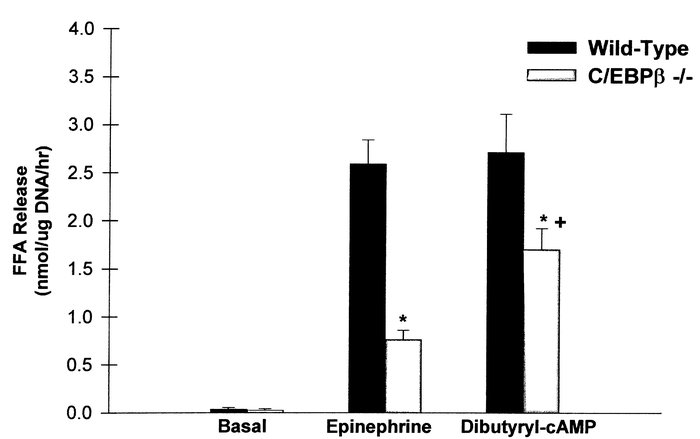 Impaired lipolysis in fat-pads from mice homozygous for a deletion of th...