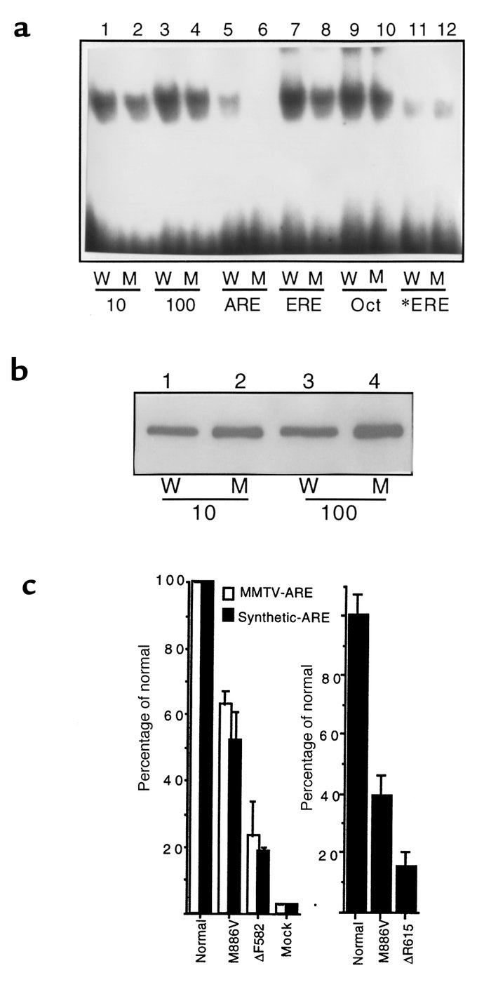 (a) DNA mobility gel shift assay. WT (W) or mutant (M) receptors were ex...