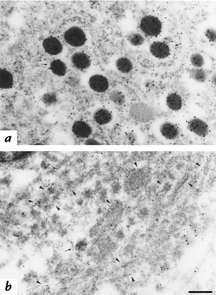 Immunolocalization of insulin and C-peptide. β cells from either C57BL/6...