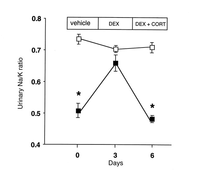 Corticosterone acts as a mineralocorticoid in 11β-HSD2–/– mice. Wild-typ...