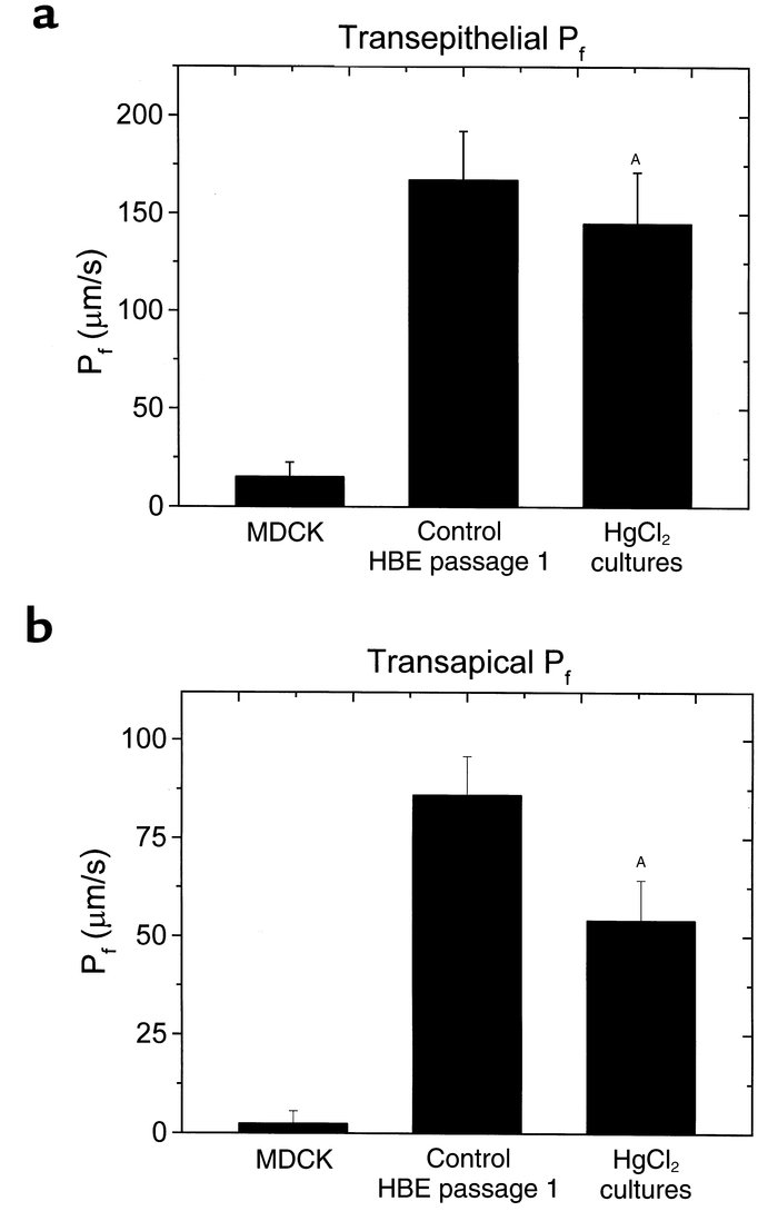 Osmotic permeabilities of HBE cultures. (a) Transepithelial osmotic perm...