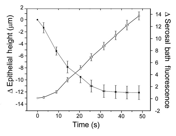 Changes in HBE culture height (filled circles) and serosal volume (open ...