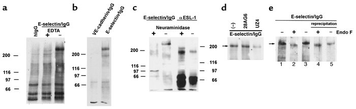 The binding of the 240-kDa ligand to the E-selectin/IgG fusion protein i...