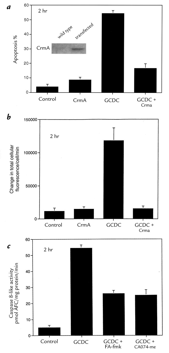 CrmA expression prevents cathepsin B activation and apoptosis in McNtcp....