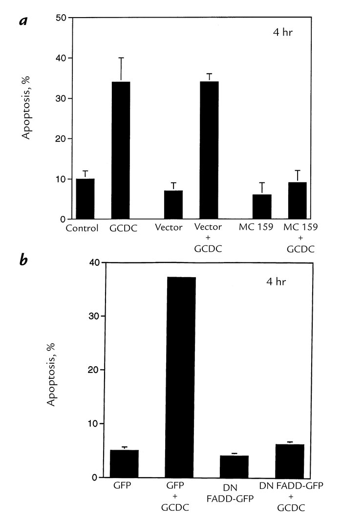 MC159 or DN FADD–GFP inhibits apoptosis in GCDC-treated McNtcp.24 cells....