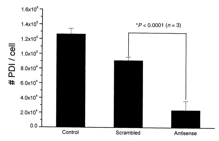 Suppression of cell-surface PDI expression. Antisense phosphorothioate b...