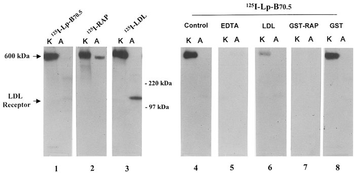 Ligand blots demonstrating the ability of Lp B-70.5 to bind to megalin f...