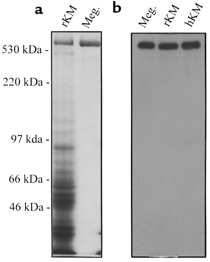 Coomassie staining of the purified rabbit megalin (a) and its binding to...