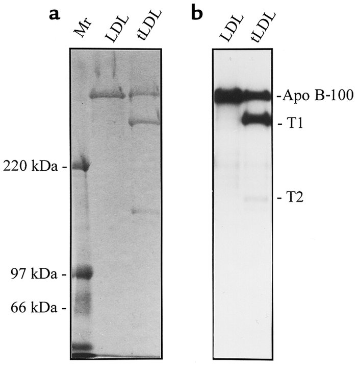 Binding of 125I-megalin to immobilized thrombin-cleavage fragments of ap...