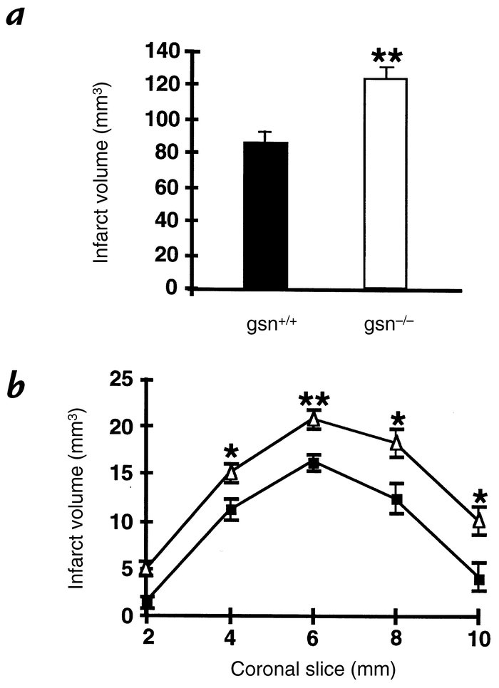 Infarct size in gsn+/+ and gsn–/– mice after MCA occlusion/reperfusion. ...