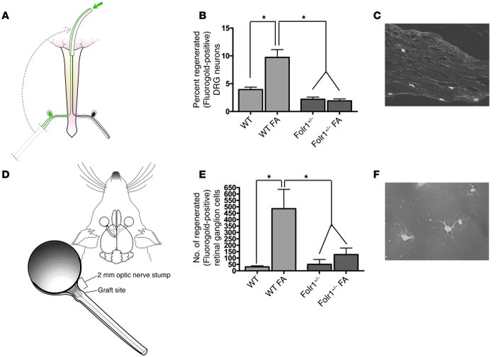 Mice with reduced expression of the Folr1 gene do not regenerate injured...