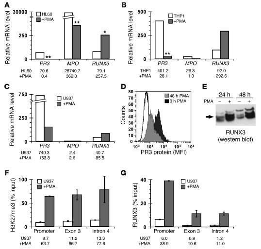 Inverse correlation between RUNX3 expression and PR3 or MPO expression r...