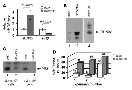 Overexpression of RUNX3 in U937 myeloid cells silences PR3 expression.
 ...