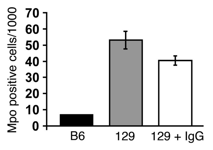 
Mpo message level in peripheral neutrophils is insensitive to anti-MPO ...