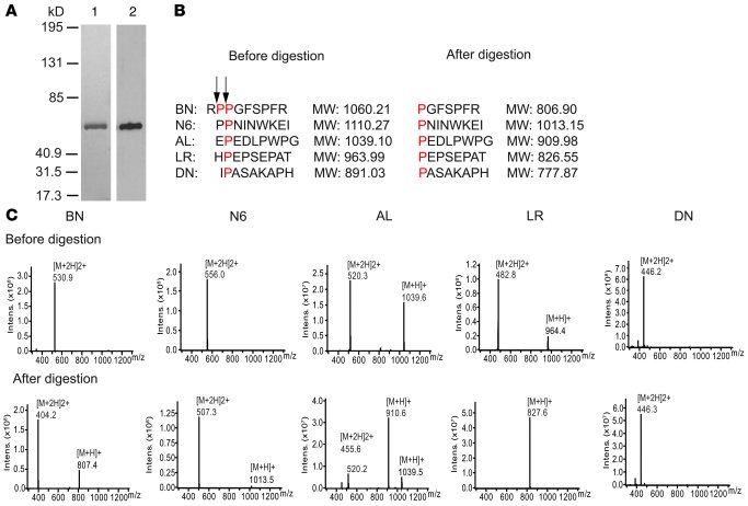 Peptide cleavage by the XPNPEP3 ortholog, ecAPP.
(A) Expression and puri...