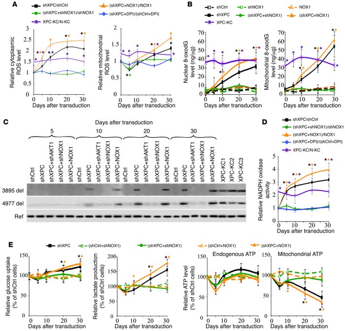 XPC silencing–induced ROS production leads to mtDNA deletions.
(A) ROS l...