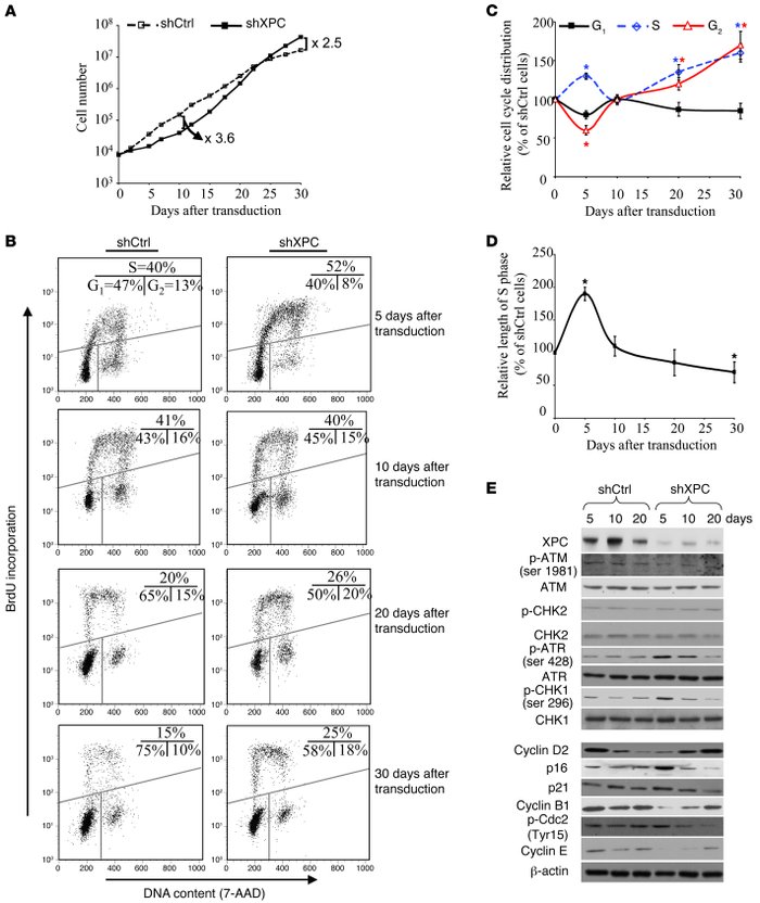 XPCKD cells display increased proliferative capacity associated with an ...
