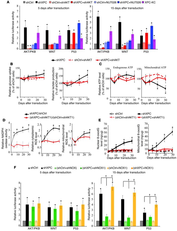 AKT activation in XPCKD cells triggers NADPH oxidase activation and meta...